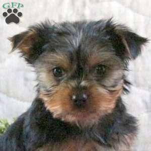 Stocking, Yorkie Puppy