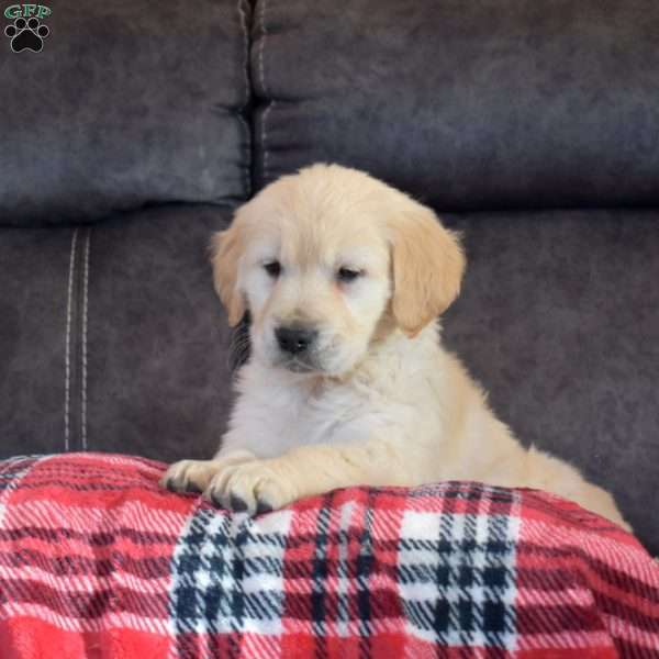 Stockings, English Cream Golden Retriever Puppy