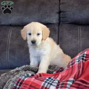 Stockings, English Cream Golden Retriever Puppy