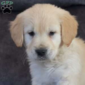 Stockings, English Cream Golden Retriever Puppy