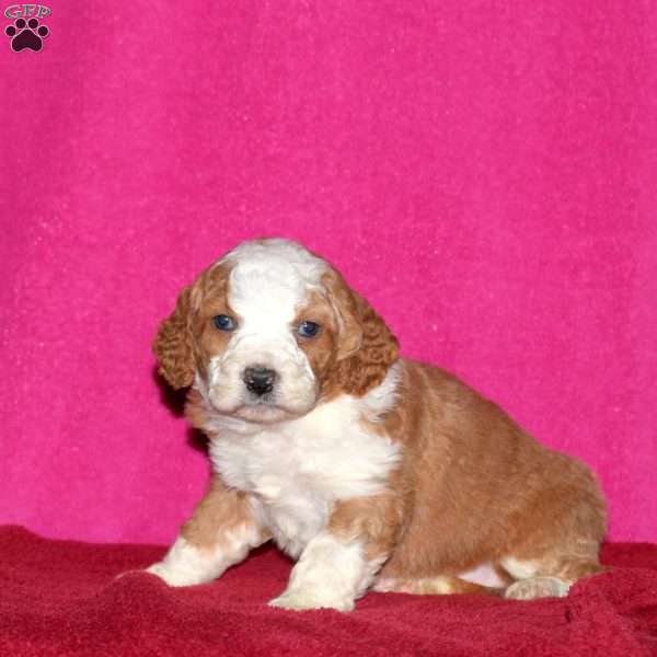 Storm, Mini Bernedoodle Puppy