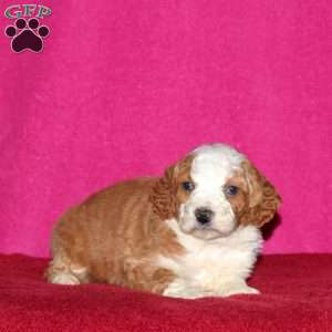 Storm, Mini Bernedoodle Puppy