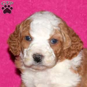 Storm, Mini Bernedoodle Puppy