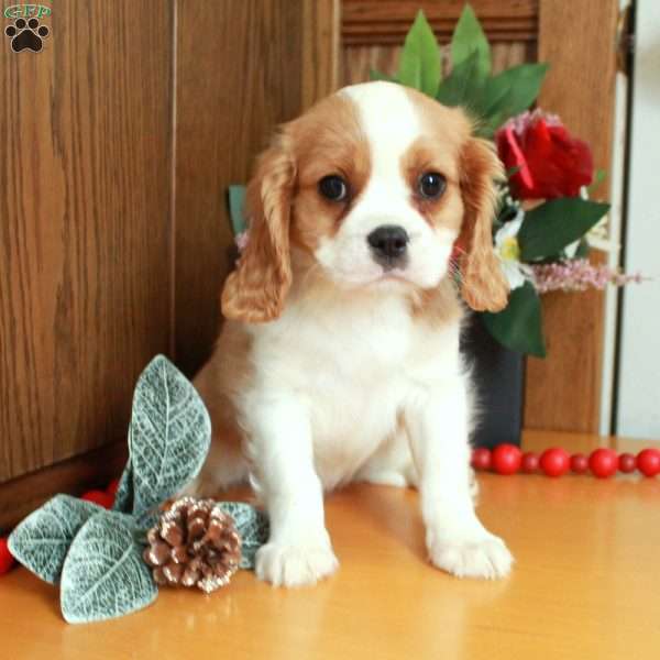 Stormy, Cavalier King Charles Spaniel Puppy