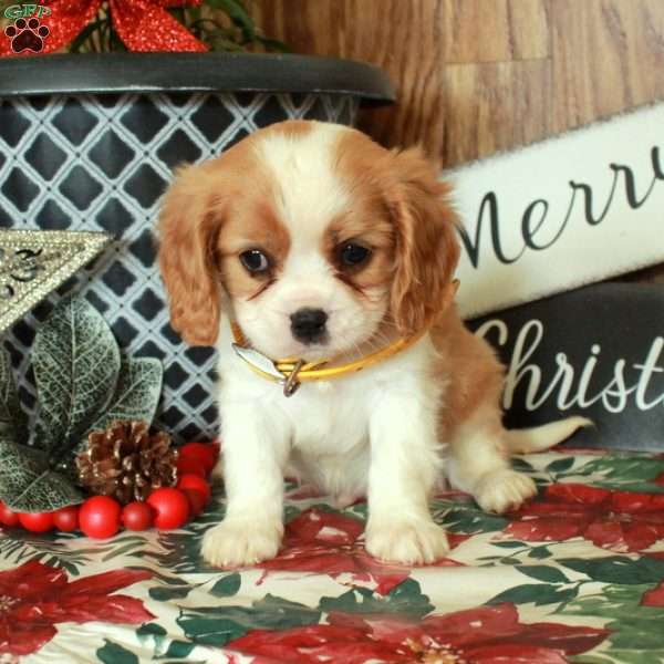 Stormy, Cavalier King Charles Spaniel Puppy