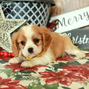 Stormy, Cavalier King Charles Spaniel Puppy