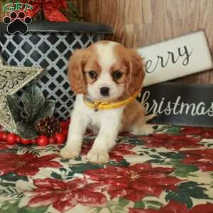 Stormy, Cavalier King Charles Spaniel Puppy