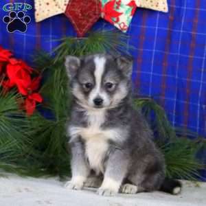 Stormy, Pomsky Puppy