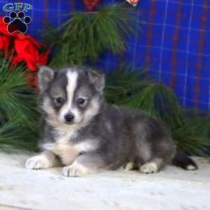 Stormy, Pomsky Puppy