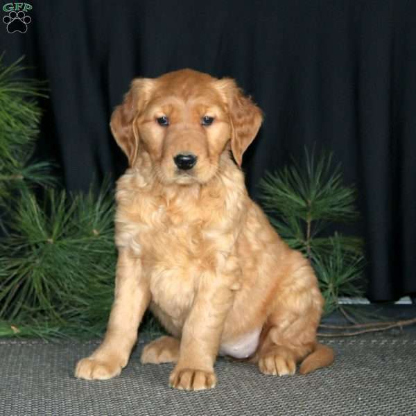 Stroopie, Golden Retriever Puppy