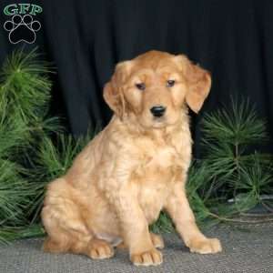 Stroopie, Golden Retriever Puppy