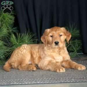 Stroopie, Golden Retriever Puppy
