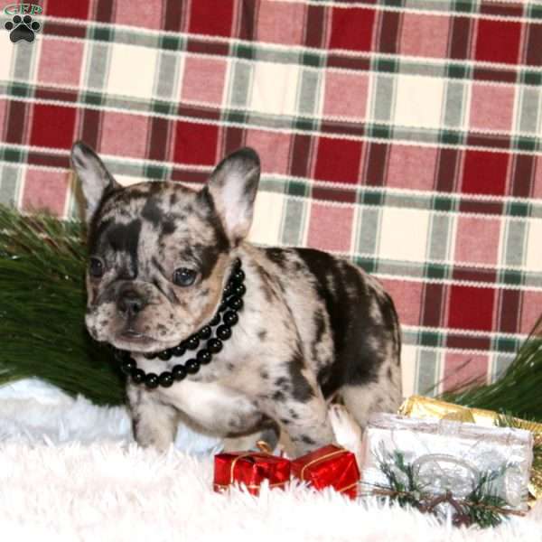 Sugar Cookie, French Bulldog Puppy
