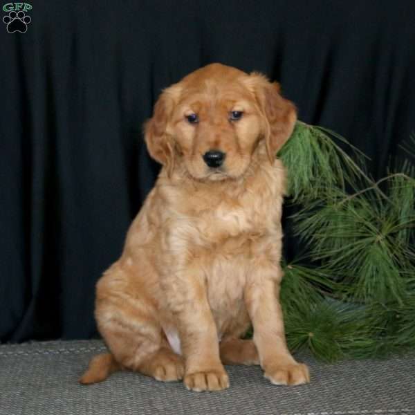 Sugar Cookie, Golden Retriever Puppy