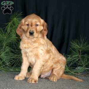 Star, Golden Retriever Puppy