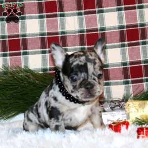 Sugar Cookie, French Bulldog Puppy