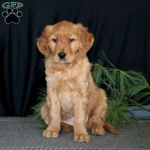 Sugar Cookie, Golden Retriever Puppy