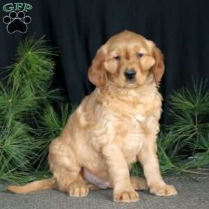 Star, Golden Retriever Puppy