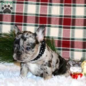 Sugar Cookie, French Bulldog Puppy