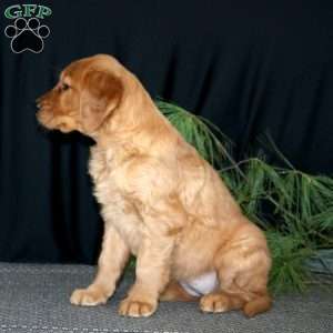 Sugar Cookie, Golden Retriever Puppy