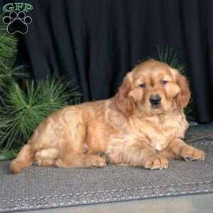 Star, Golden Retriever Puppy