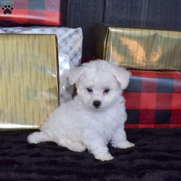 Sugar, Bichon Frise Puppy