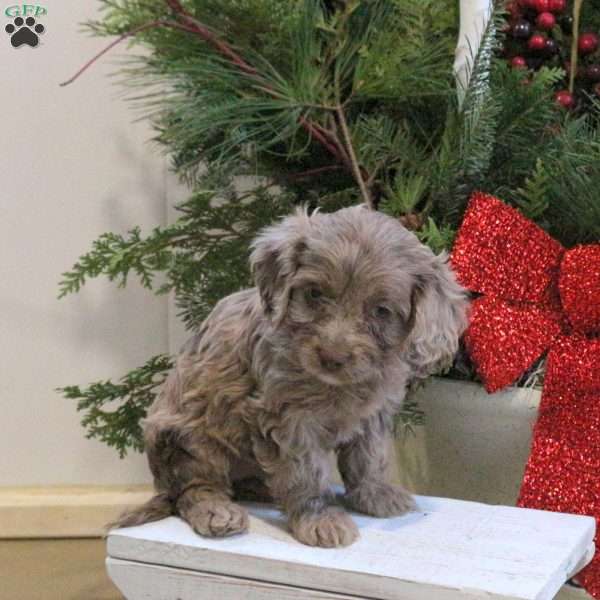 Sugar, Cavapoo Puppy