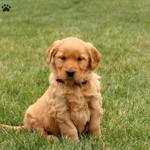 Sugar, Golden Retriever Puppy