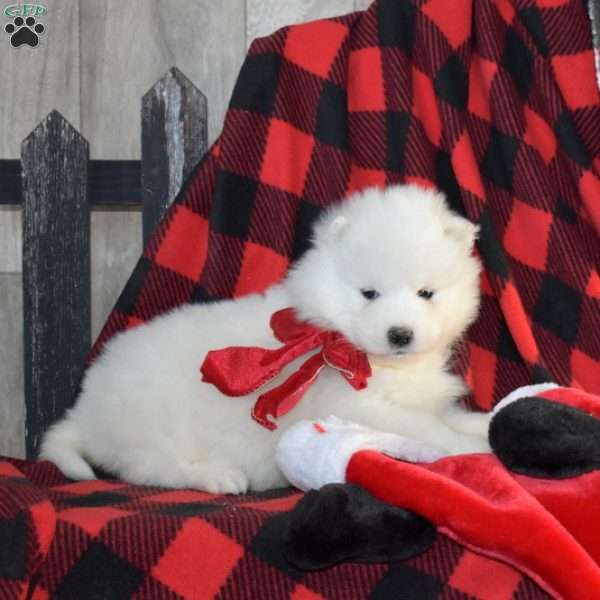 Sugar, Samoyed Puppy