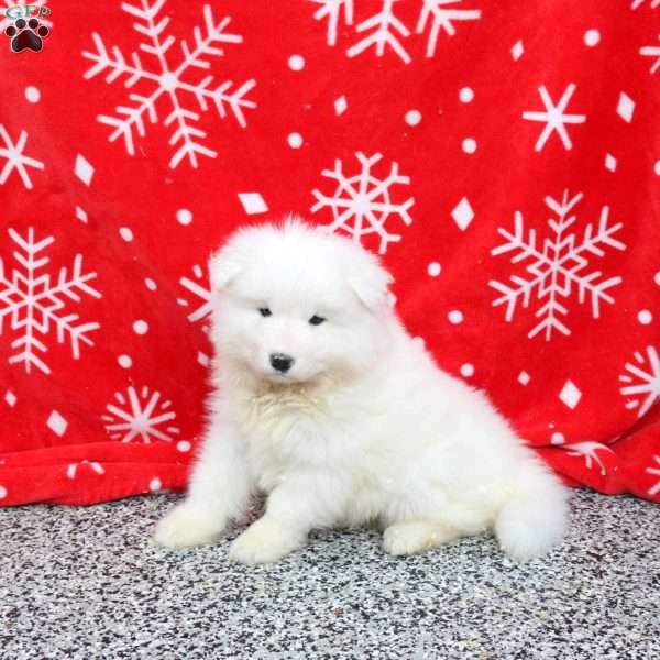 Sugar, Samoyed Puppy