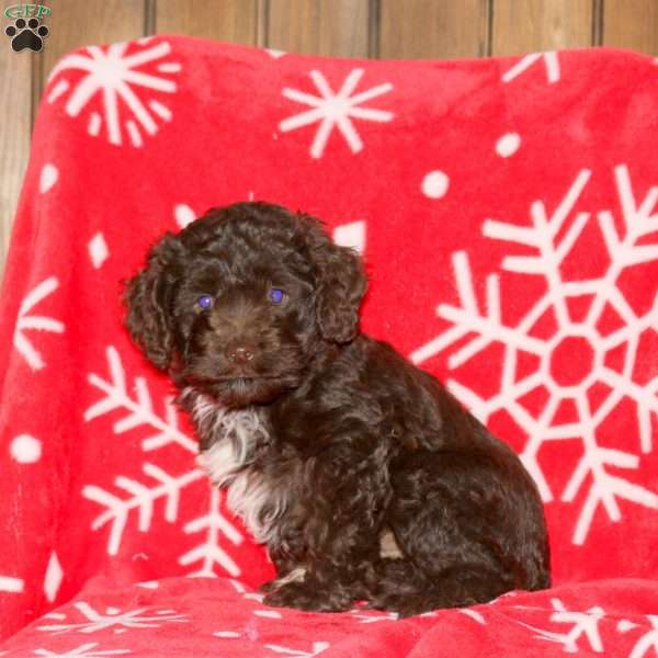 Sugar, Cockapoo Puppy