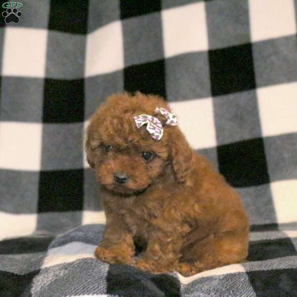 Sugar, Toy Poodle Puppy