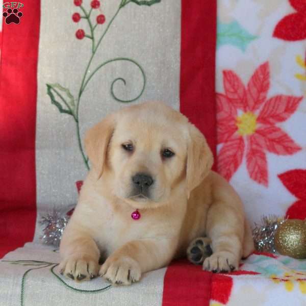 Sugar, Yellow Labrador Retriever Puppy