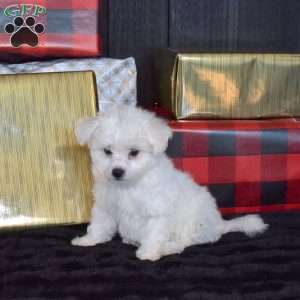 Sugar, Bichon Frise Puppy