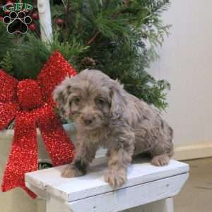 Sugar, Cavapoo Puppy