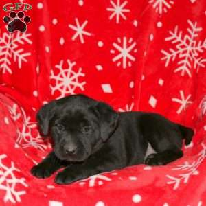 Sugar, Black Labrador Retriever Puppy