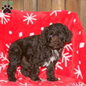 Sugar, Cockapoo Puppy