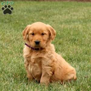 Sugar, Golden Retriever Puppy