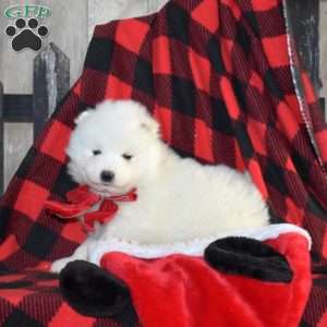 Sugar, Samoyed Puppy