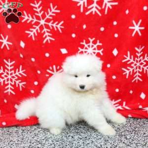 Sugar, Samoyed Puppy