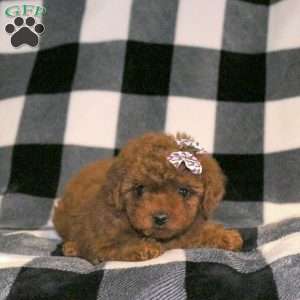 Sugar, Toy Poodle Puppy