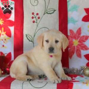 Sugar, Yellow Labrador Retriever Puppy