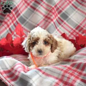 Sugar, Miniature Poodle Puppy