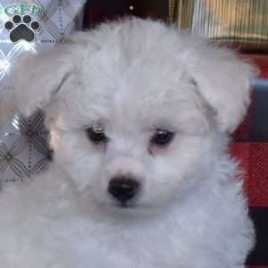Sugar, Bichon Frise Puppy