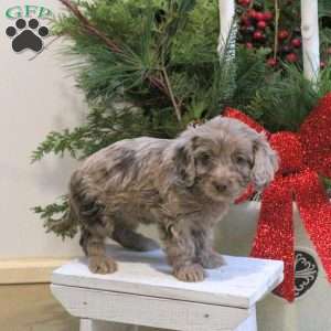 Sugar, Cavapoo Puppy