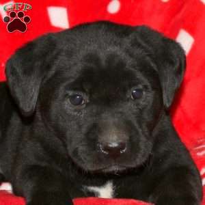 Sugar, Black Labrador Retriever Puppy