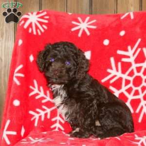 Sugar, Cockapoo Puppy