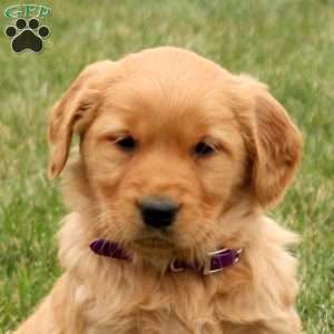 Sugar, Golden Retriever Puppy
