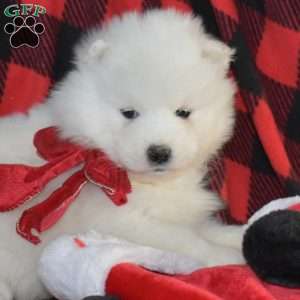 Sugar, Samoyed Puppy