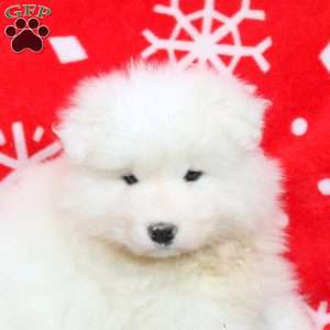 Sugar, Samoyed Puppy